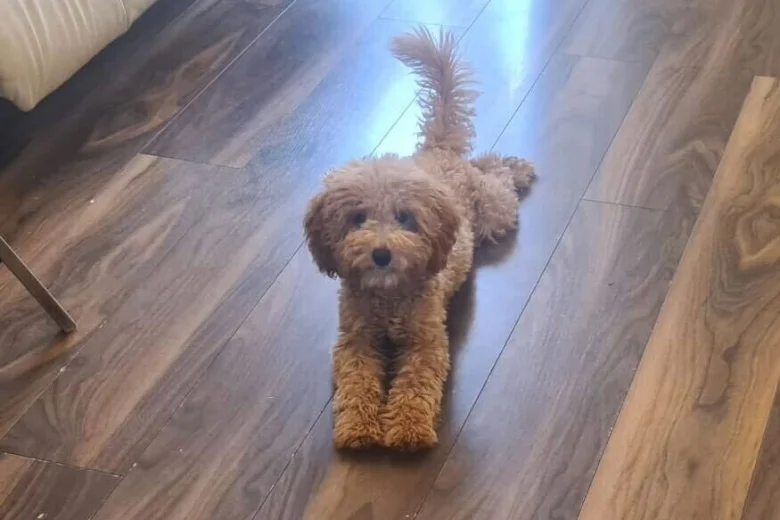 Cavapoo