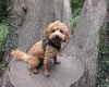 Cavapoo