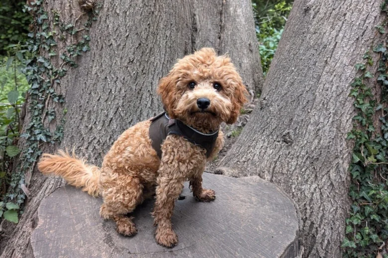 Cavapoo