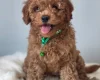 Cavapoo