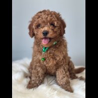 Cavapoo