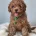 Cavapoo