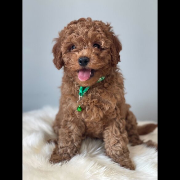 Cavapoo