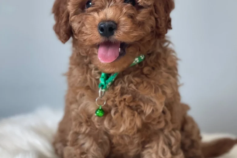Cavapoo