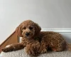 Cavapoo