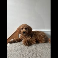Cavapoo