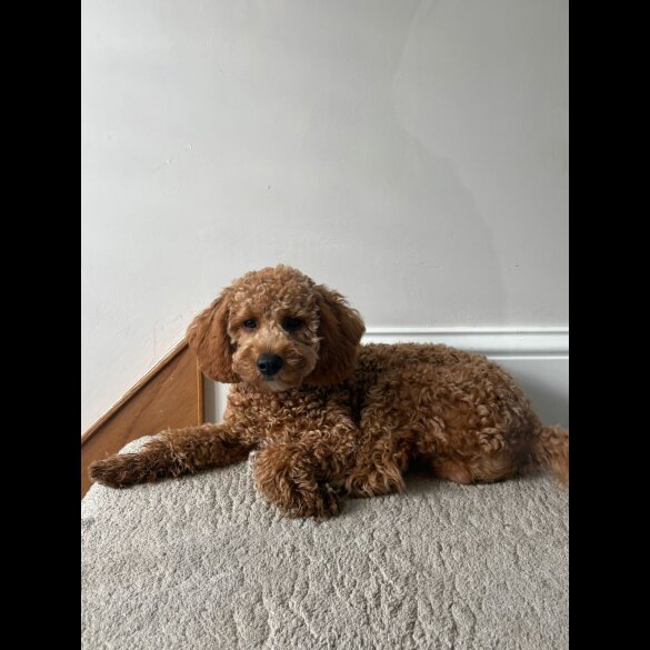 Cavapoo