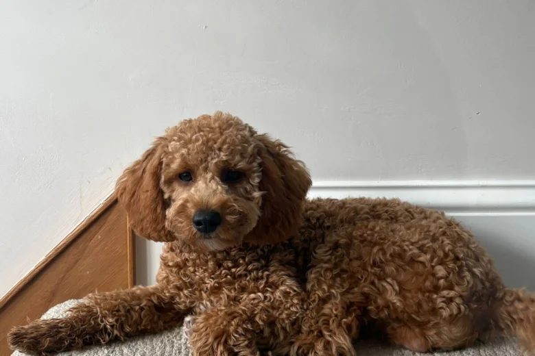 Cavapoo