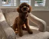 Cavapoo
