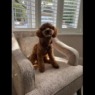 Cavapoo