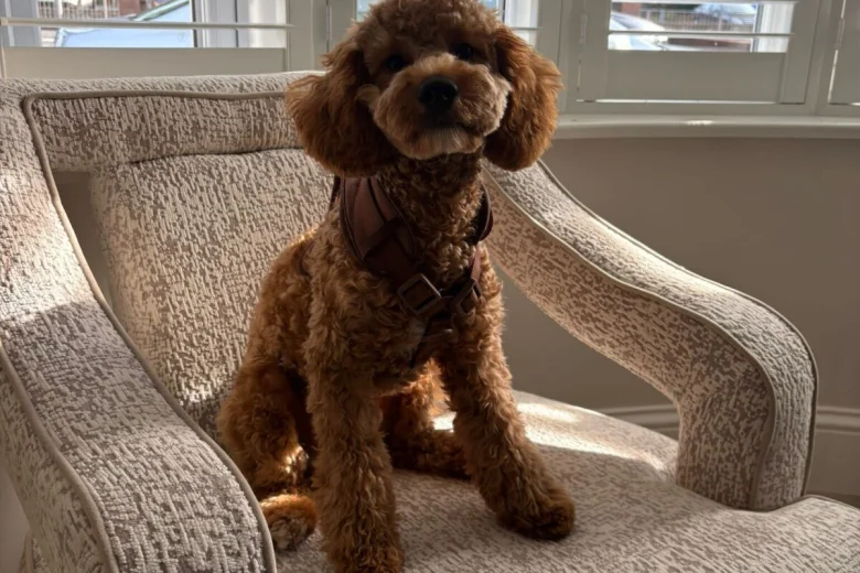 Cavapoo