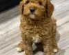 Cavapoo