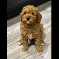 Cavapoo