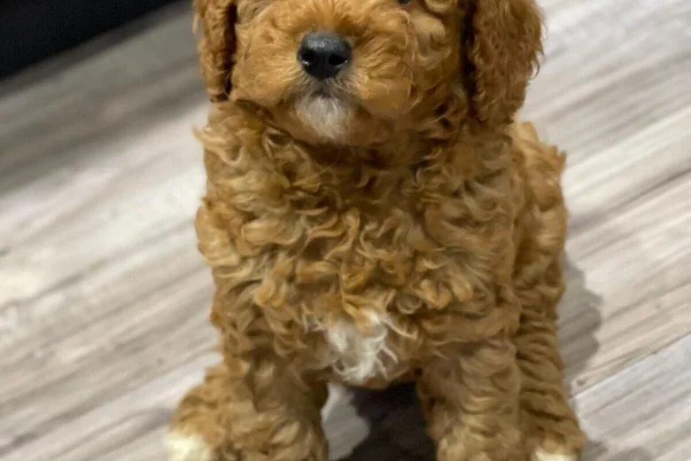 Cavapoo