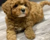 Cavapoo