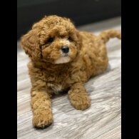 Cavapoo