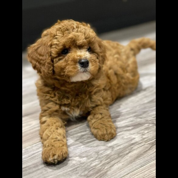 Cavapoo