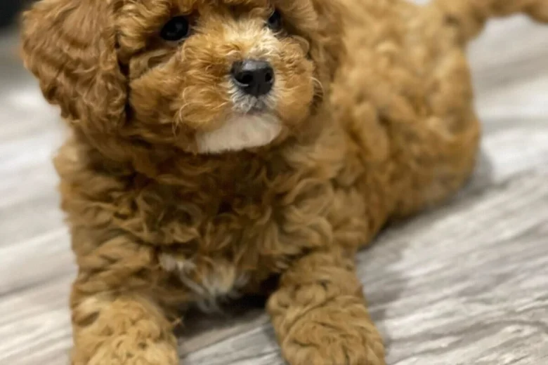 Cavapoo