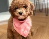 Cavapoo