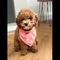 Cavapoo