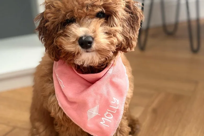 Cavapoo