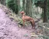 Hungarian Vizsla