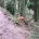 Hungarian Vizsla