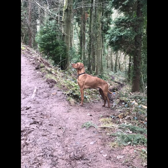 Hungarian Vizsla