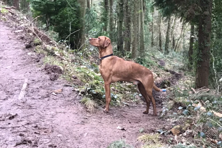 Hungarian Vizsla