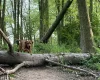 Hungarian Vizsla