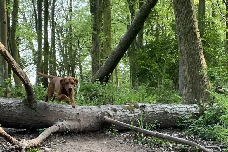 Hungarian Vizsla