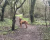 Hungarian Vizsla
