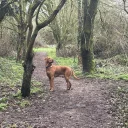 Hungarian Vizsla