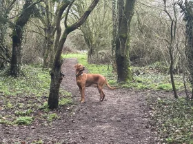 Hungarian Vizsla
