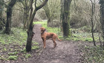 Hungarian Vizsla