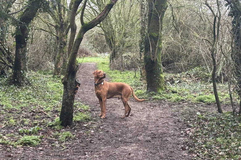 Hungarian Vizsla