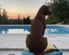 Hungarian Vizsla
