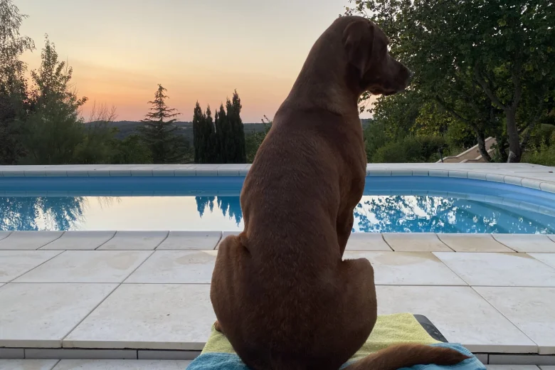 Hungarian Vizsla