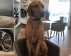 Hungarian Vizsla