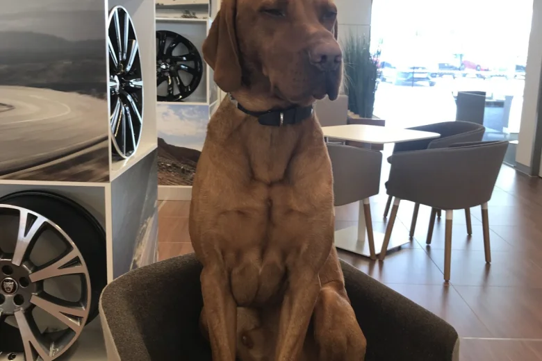 Hungarian Vizsla