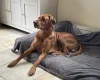 Hungarian Vizsla