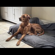Hungarian Vizsla