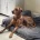 Hungarian Vizsla