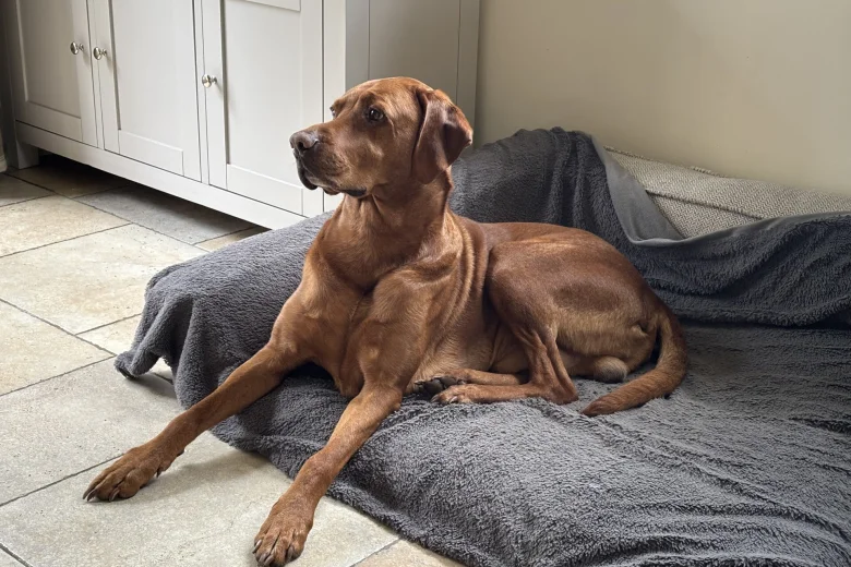 Hungarian Vizsla