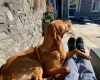 Hungarian Vizsla