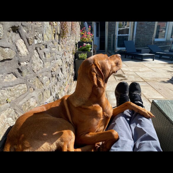 Hungarian Vizsla