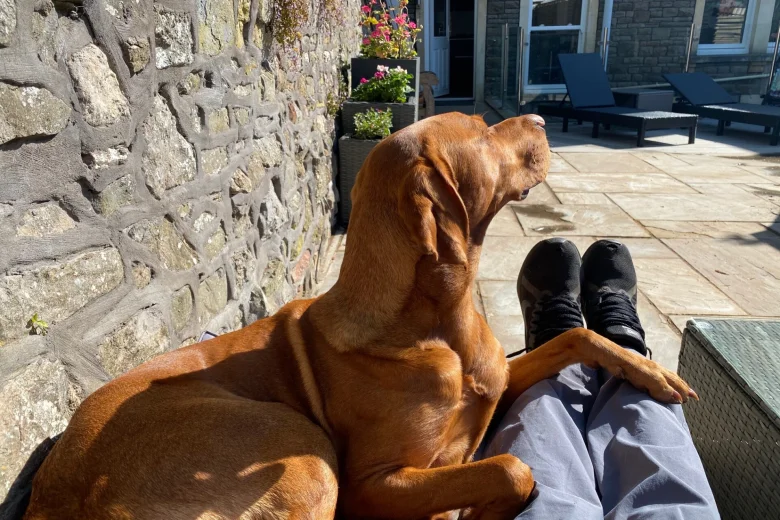 Hungarian Vizsla