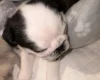 Pug
