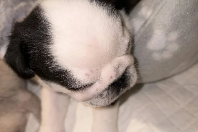 Pug