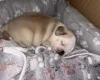 Pug